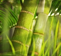 Bambous et fougères