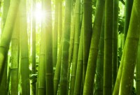 Bambous et soleil