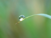 Brin d 'herbe et goutte d 'eau